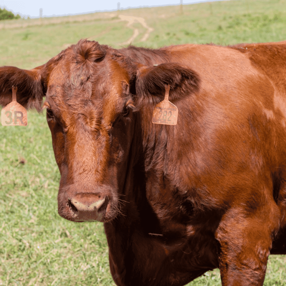 Pleasant View Farms Red Angus Ground Beef