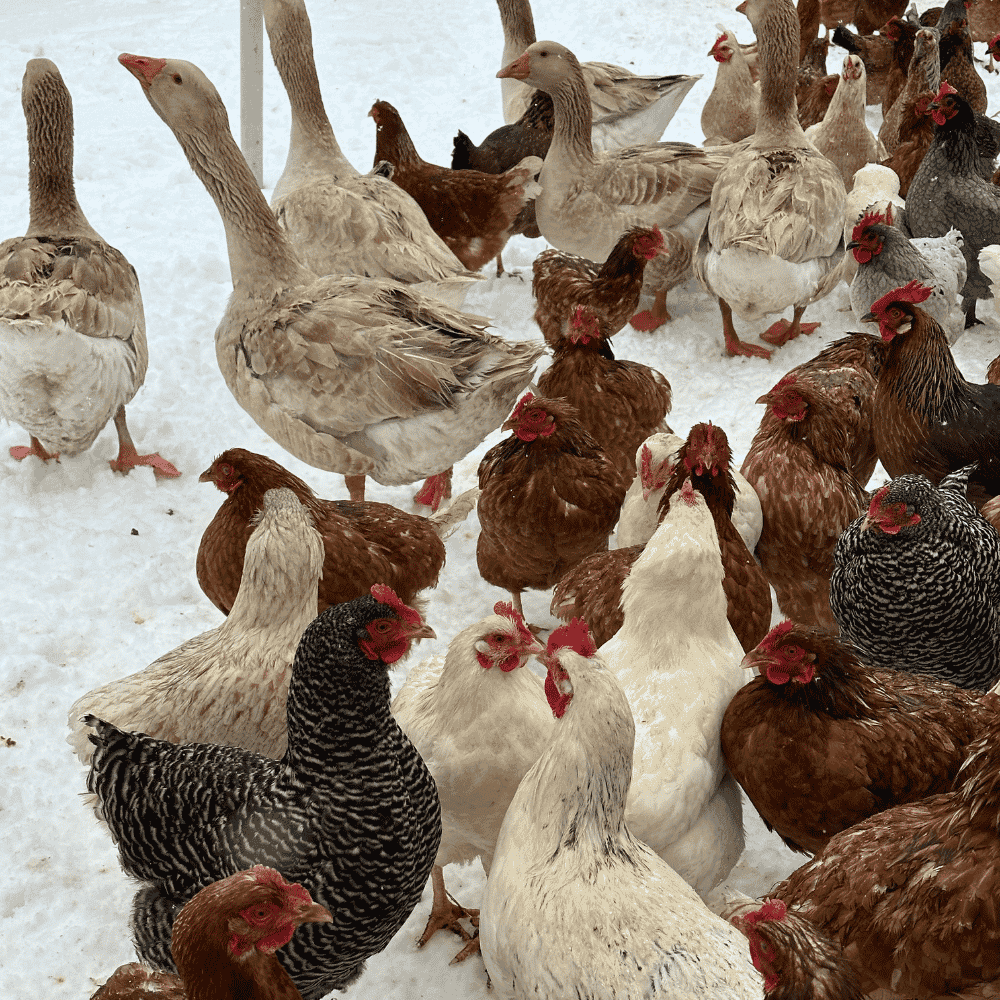 Cold Spring Farm Pasture Raised Eggs