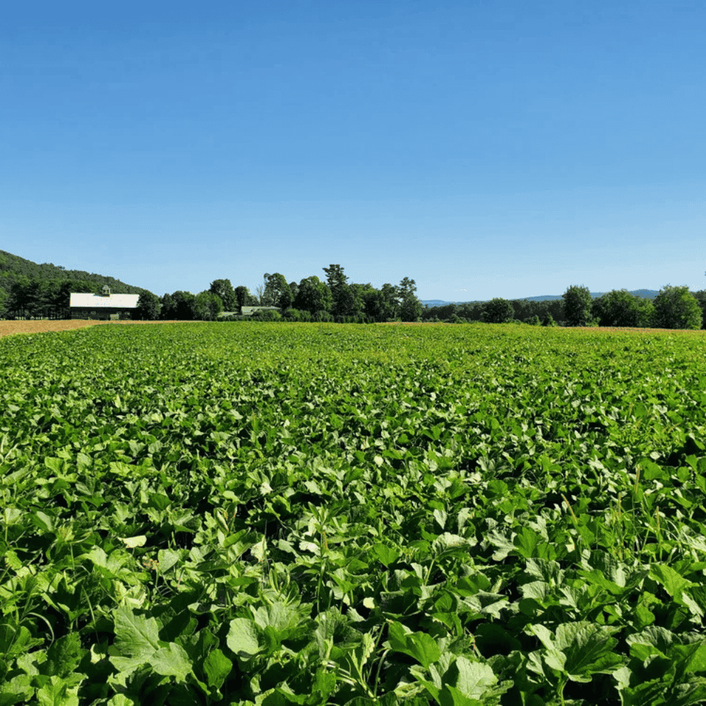 Organic Vegetable Box by Farm on the River